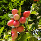 Karonda Cherry / (Carissa carandas) Tropical  Fruit Plant