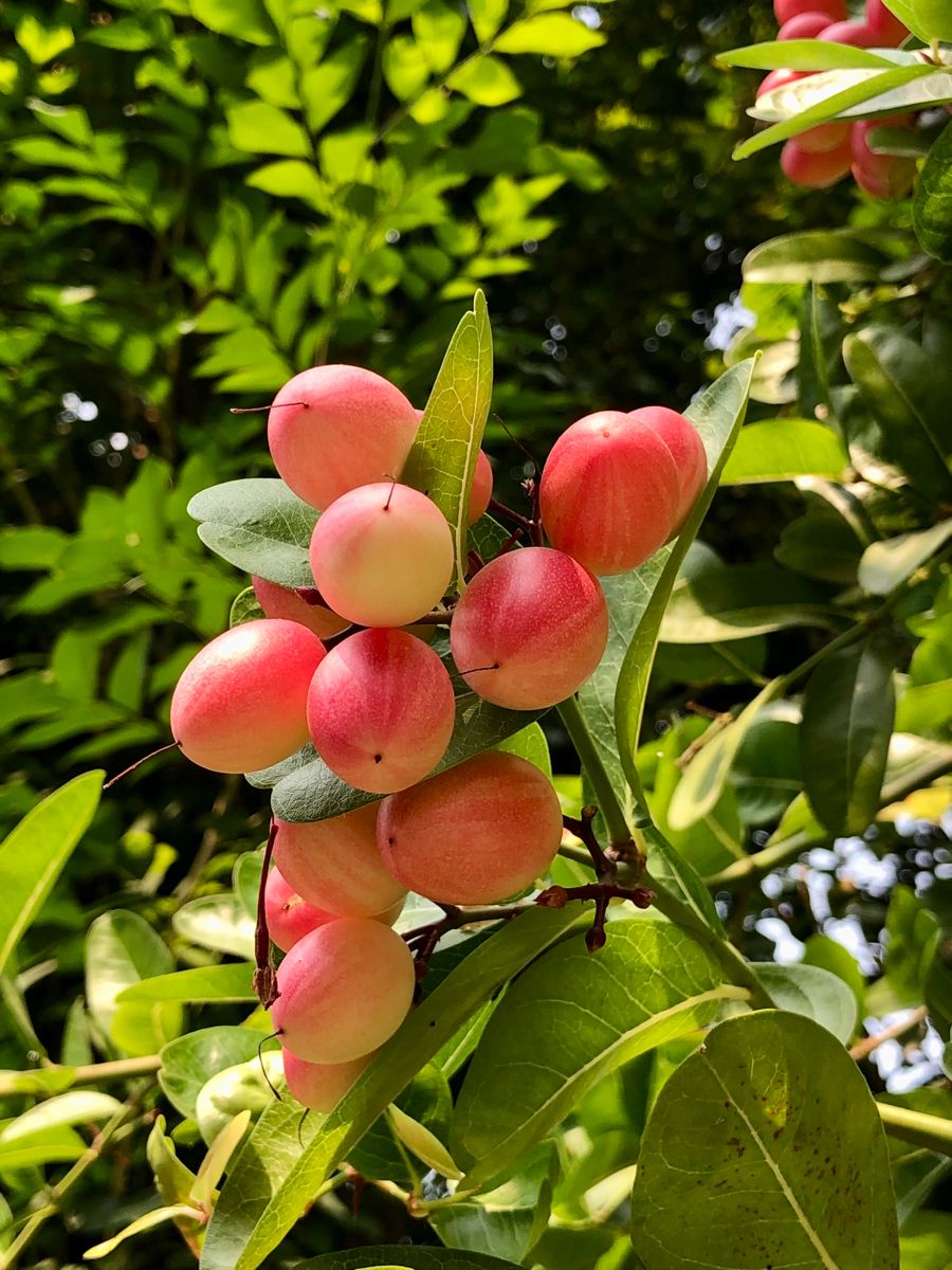 Karonda Cherry / (Carissa carandas) Tropical  Fruit Plant