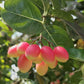 Karonda Cherry / (Carissa carandas) Tropical  Fruit Plant