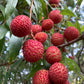 Lychee Fruit Plant /Litchi chinensis