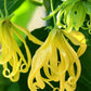 Langi Langi Fragrant Flowering Plant (Ylang - Ylang, Hybrid)