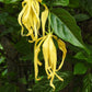 Langi Langi Fragrant Flowering Plant (Ylang - Ylang, Hybrid)